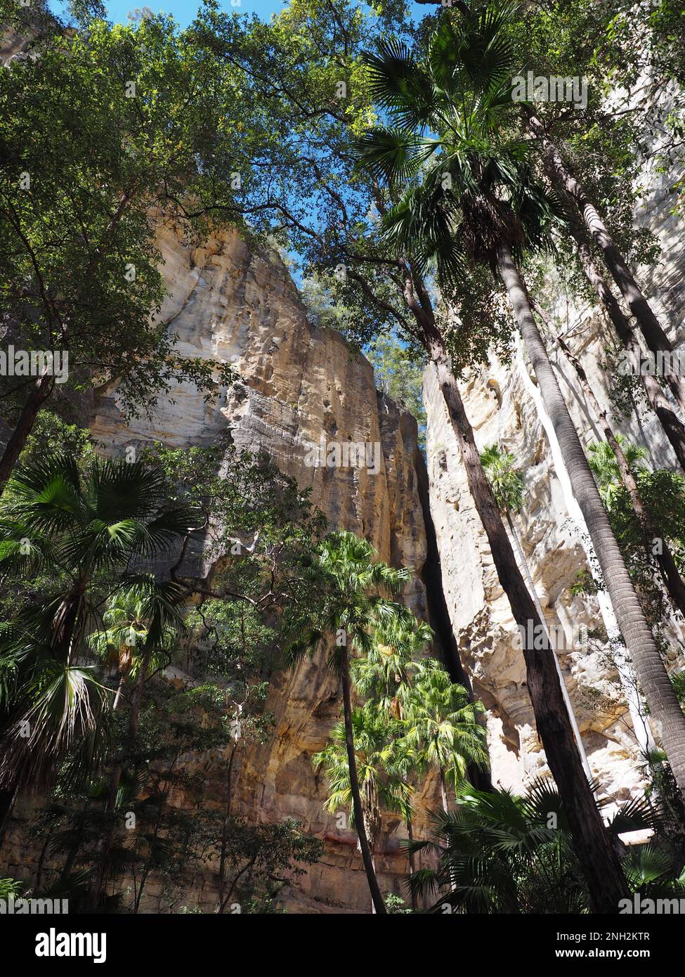 Sentiero escursionistico attraverso Carnarvon Gorge, una gola di arenaria nel Queensland, Australia Foto Stock