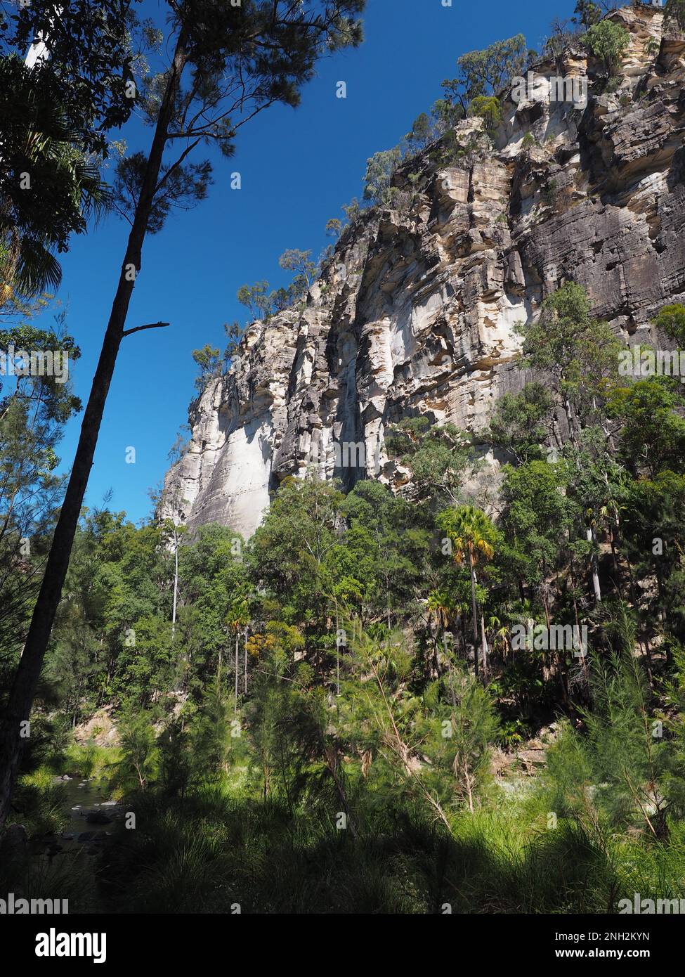 Sentiero escursionistico attraverso Carnarvon Gorge, una gola di arenaria nel Queensland, Australia Foto Stock