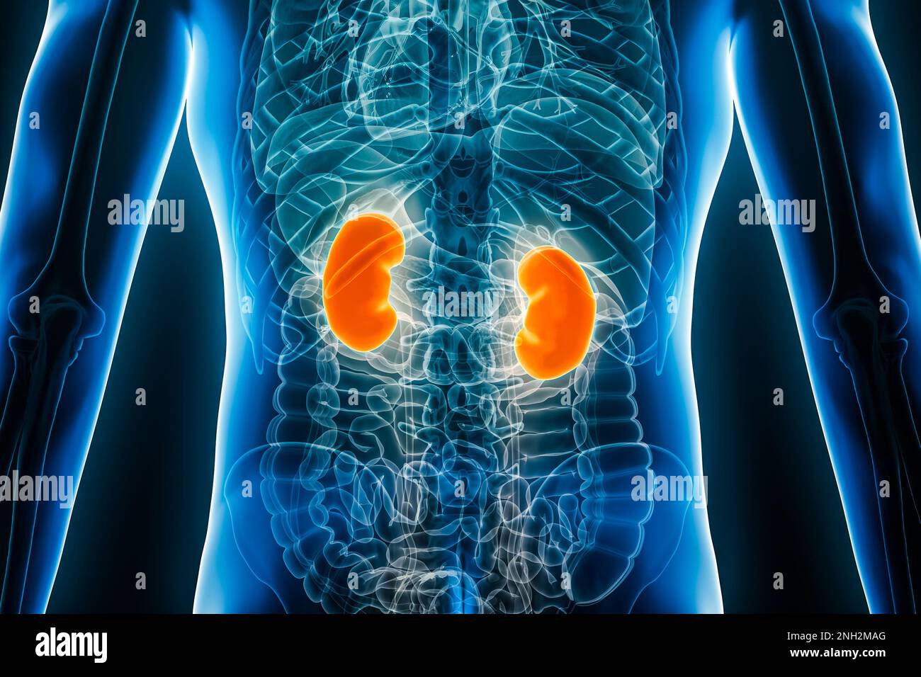 Radiografia vista posteriore o posteriore dei reni umani 3D rappresentazione grafica con contorni del corpo maschile. Anatomia, organo del sistema urinario, nefrologia, medico, Foto Stock