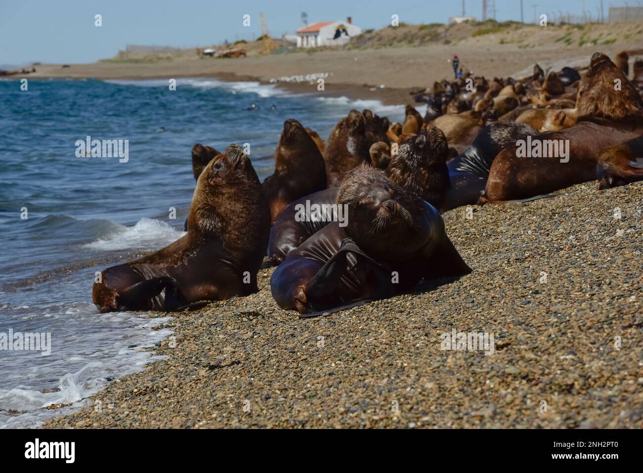 Leone di mare femmina, Penisola Valdes, Patrimonio dell'Umanità dell'UNESCO, Provincia di Chubut, Patagonia Argentina. Foto Stock