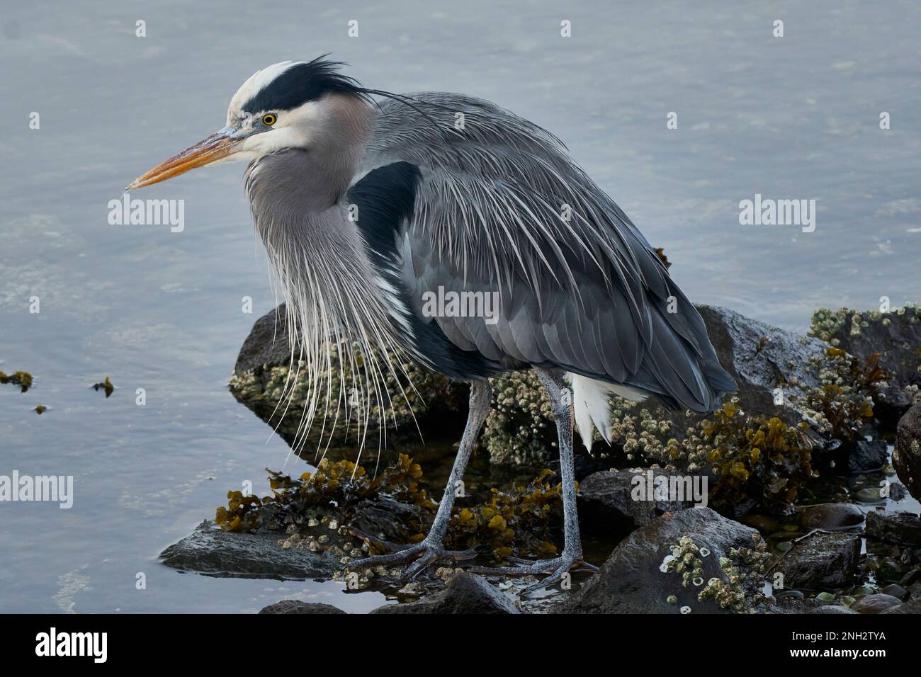 Una bella grande pesca all'airone blu tra le alghe e le rocce in un estuario del fiume. Foto Stock