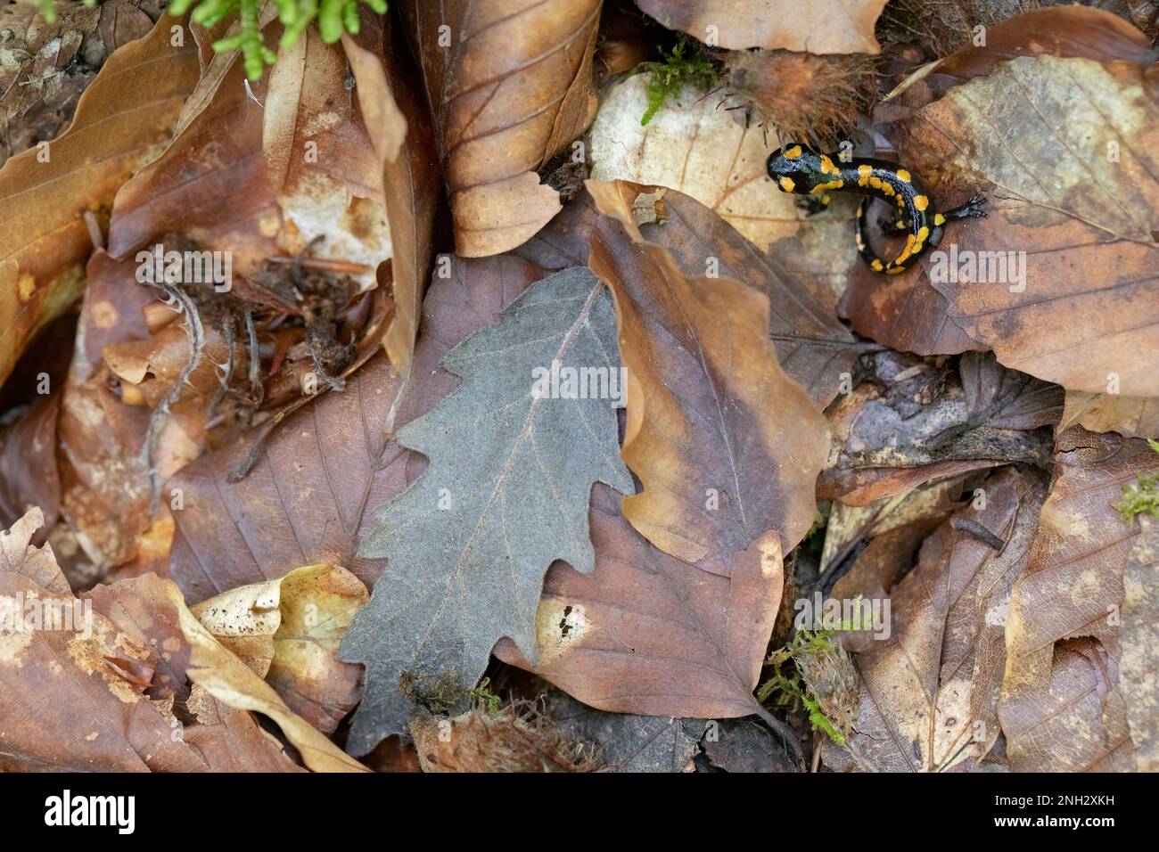 Salamandra appenninica (Salamandra s. gigliolii) Salamandro del fuoco italiano Foto Stock