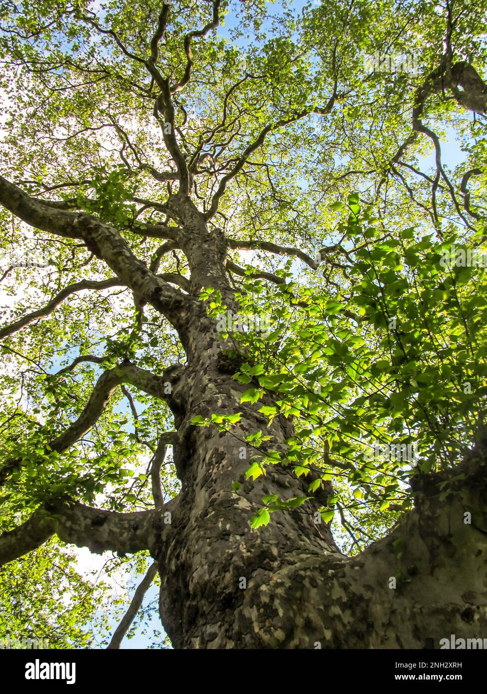 Guardando in alto nei rami di un London Plane Tree, in un piccolo parco pubblico a Londra, Regno Unito, in una giornata di sole Foto Stock