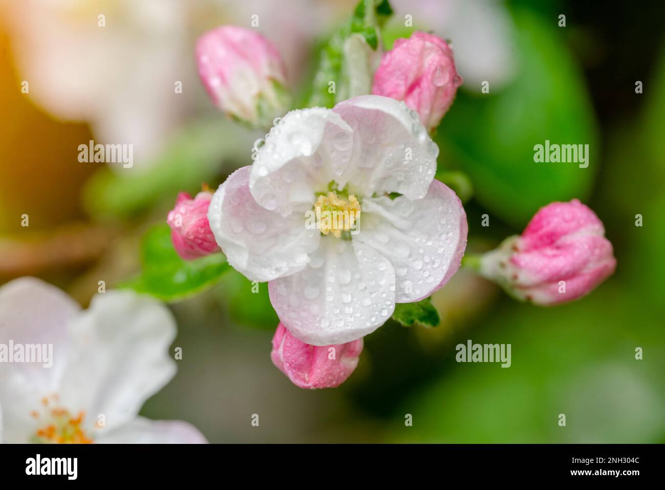 rosa fiori di rosa selvaggio nella calda giornata primaverile. Bella scena naturale con albero fiorente e sole flare. Fiori primaverili. Primavera Foto Stock