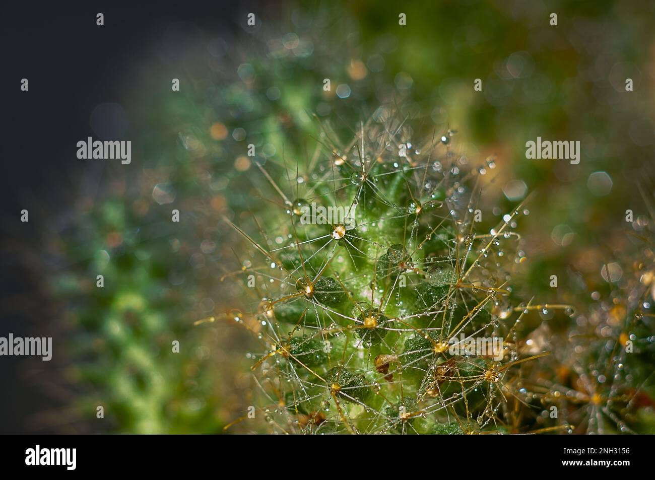 Macro fotografia di cactus con gocce d'acqua. Sfondo naturale Foto Stock