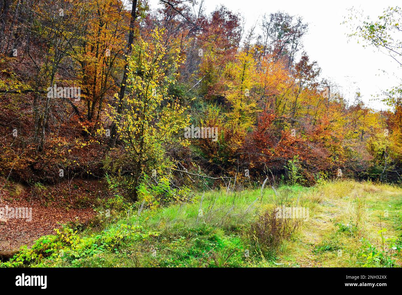 Natura selvaggia, non organizzata, con vegetazione lussureggiante e foresta. Erba alta nella radura. Autunno caduto lascia dai rami al pavimento della foresta Foto Stock