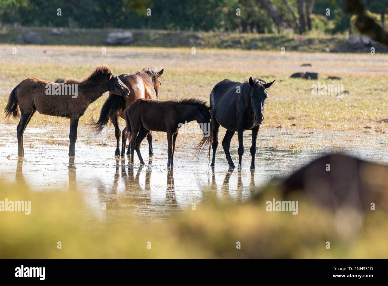 Sardegna, Giara, piccolo cavallo del Parco Giara Foto Stock