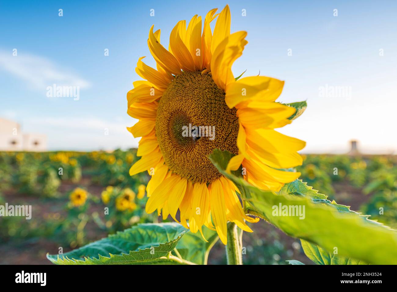 Fiore di girasole Foto Stock