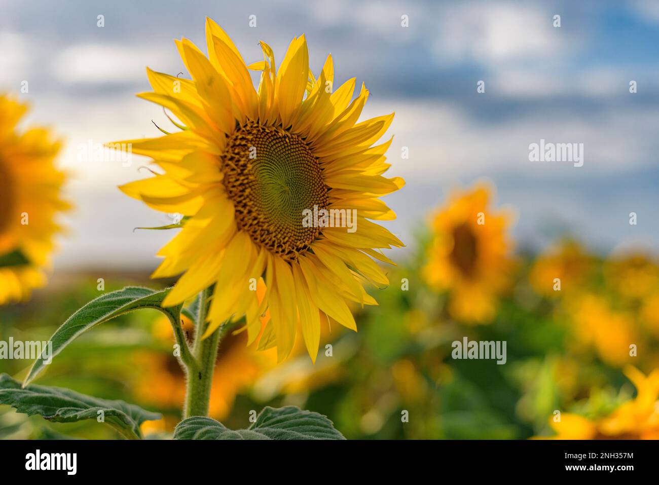 Fiore di girasole Foto Stock