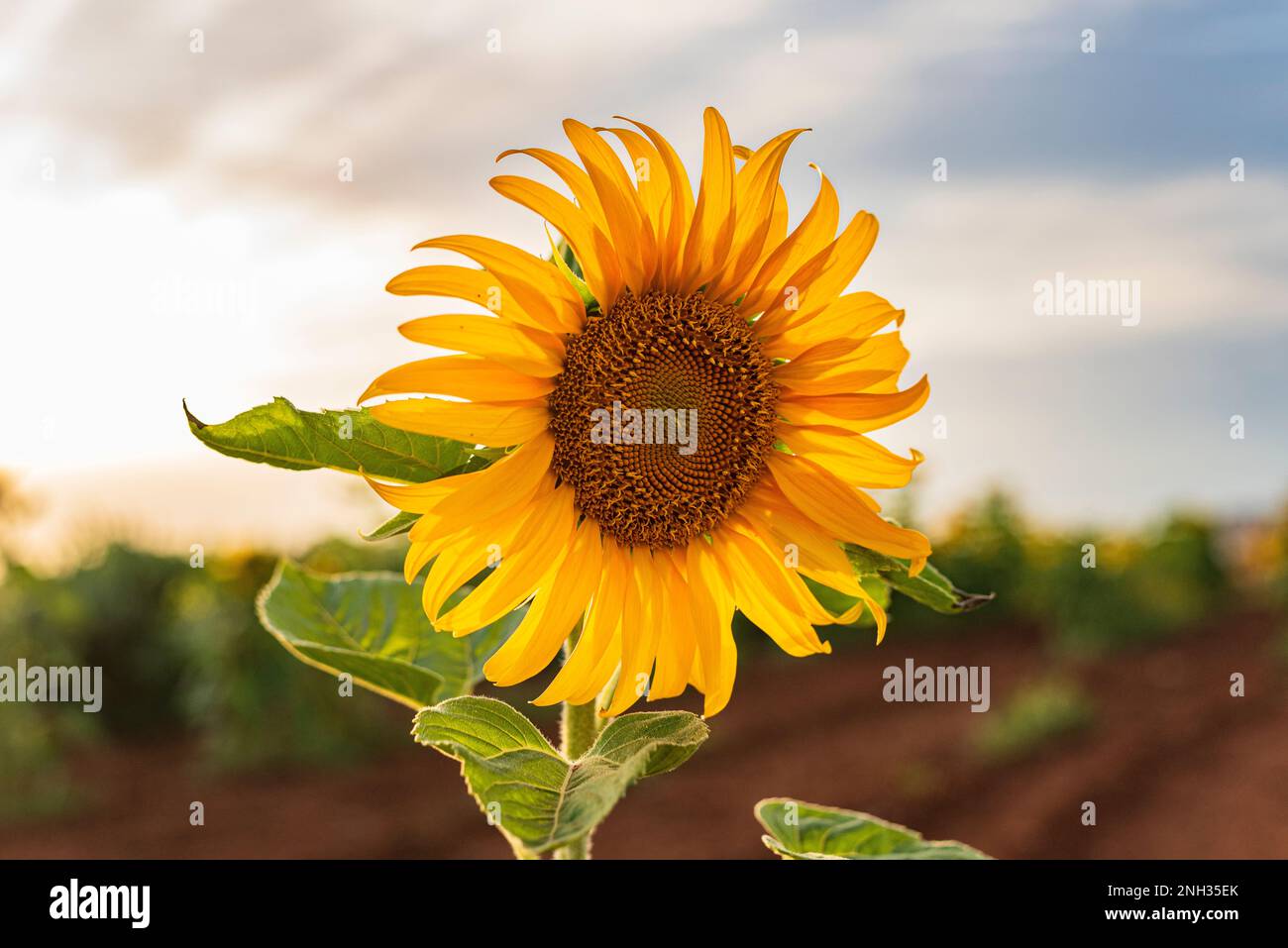 Fiore di girasole Foto Stock