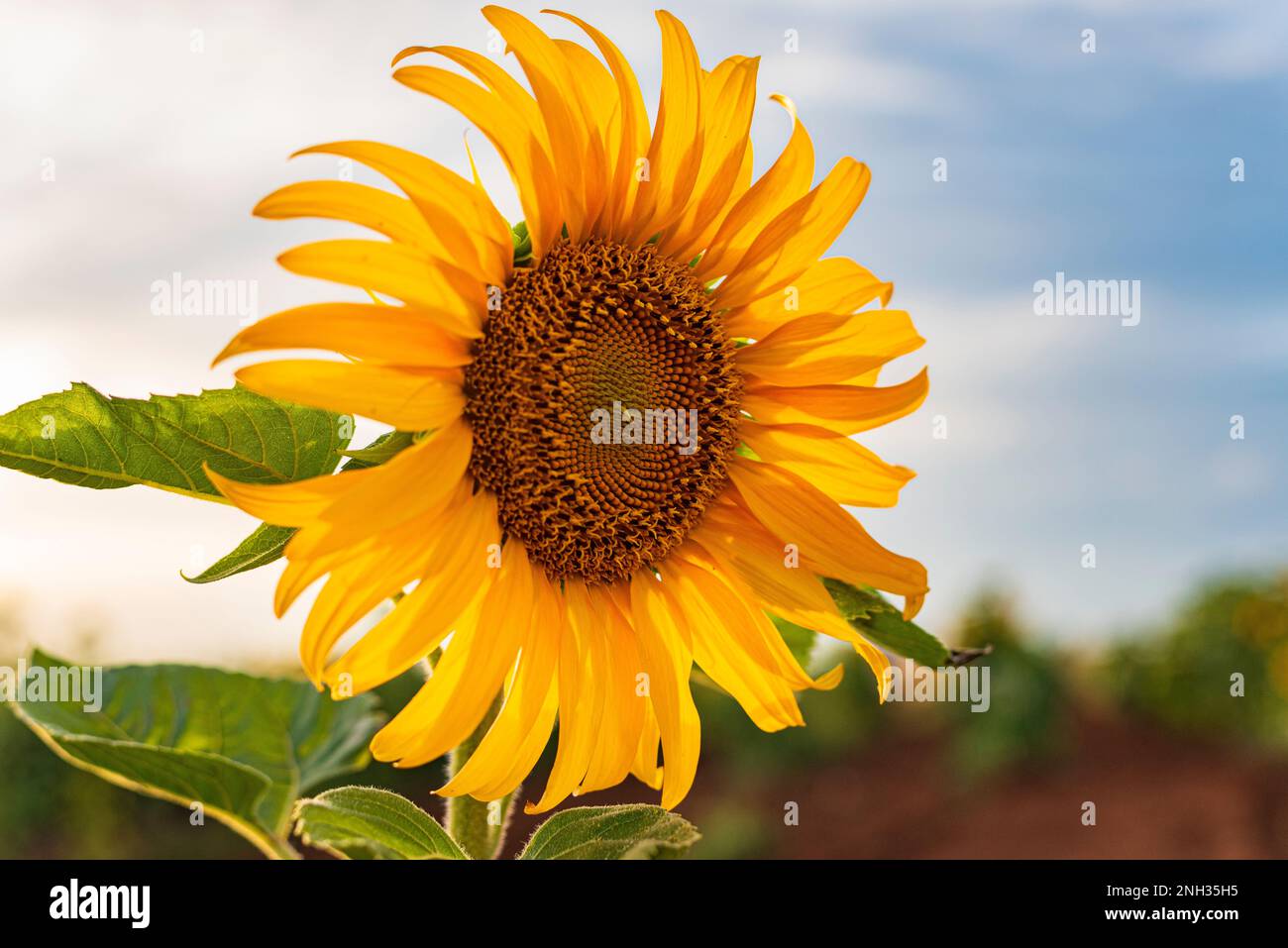 Fiore di girasole Foto Stock
