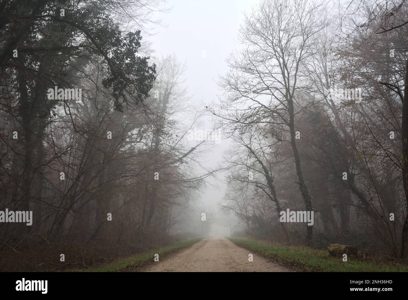 Percorso tra gli alberi in un parco in una giornata di nebbia nella campagna italiana in inverno Foto Stock