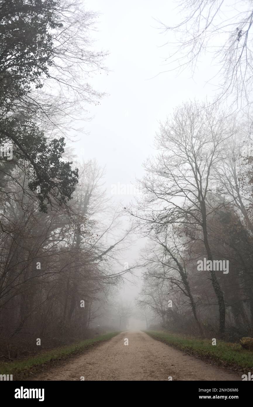 Percorso tra gli alberi in un parco in una giornata di nebbia nella campagna italiana in inverno Foto Stock