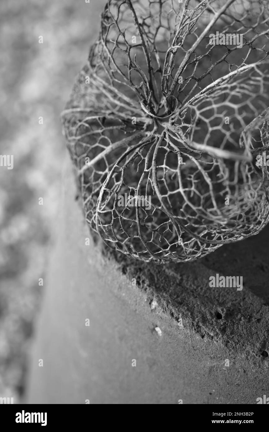 I calici scheletrici della pianta Physalis. Foto Stock