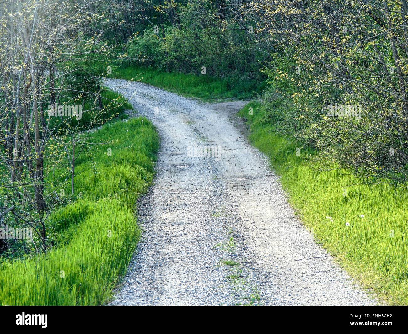 Strada sterrata ed erba sul suo bordo in primavera - Maramures Foto Stock