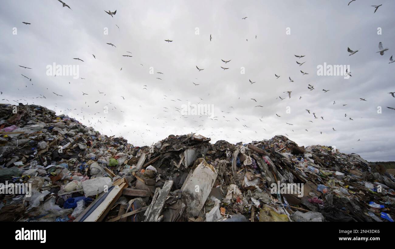 Gabbiani che circondano la discarica al di fuori della città. Foto Stock