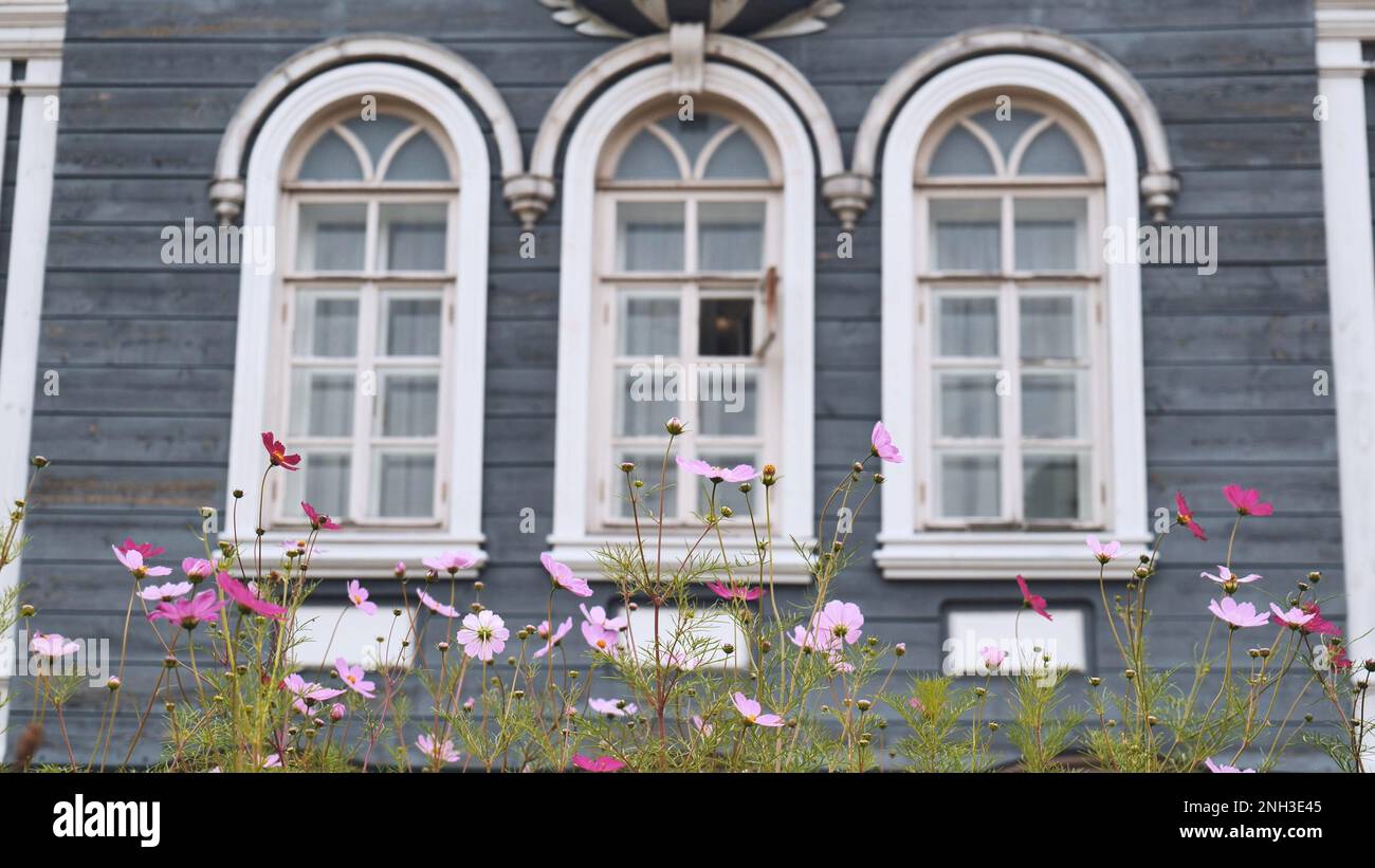 Cosmea fiori sullo sfondo delle belle finestre della casa. Foto Stock