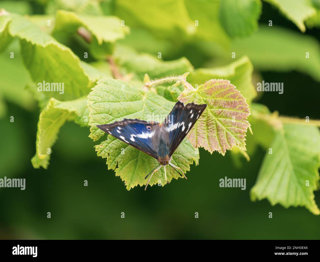 Porpora Imperatore Butterfly riposante su una foglia Foto Stock