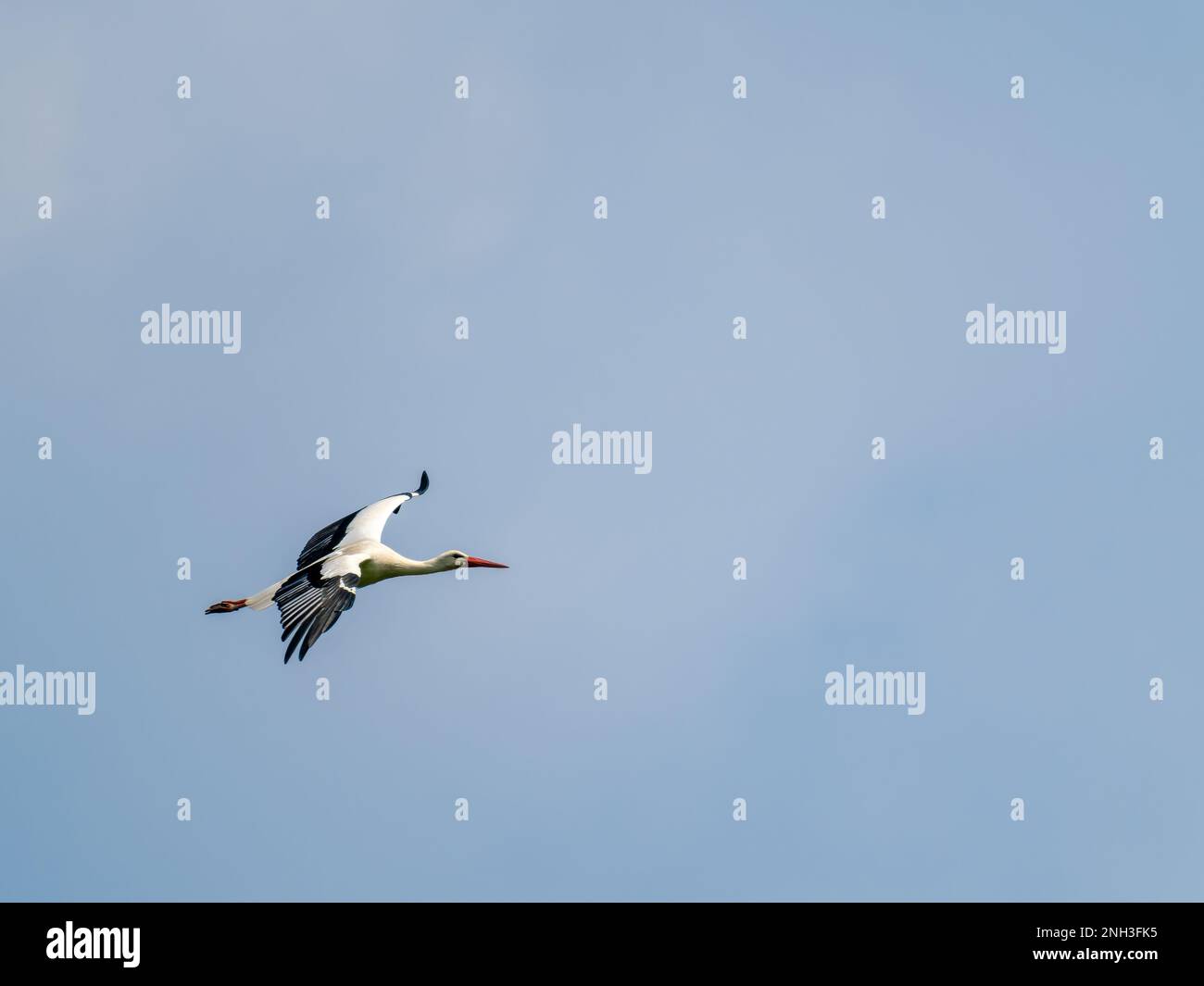 Cicogna bianca che volava nel cielo Foto Stock