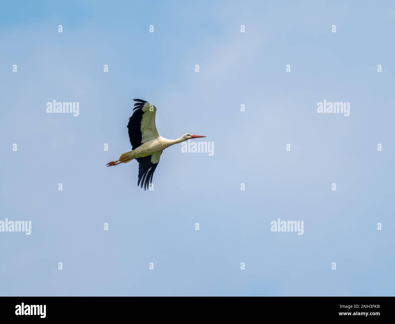 Cicogna bianca che volava nel cielo Foto Stock