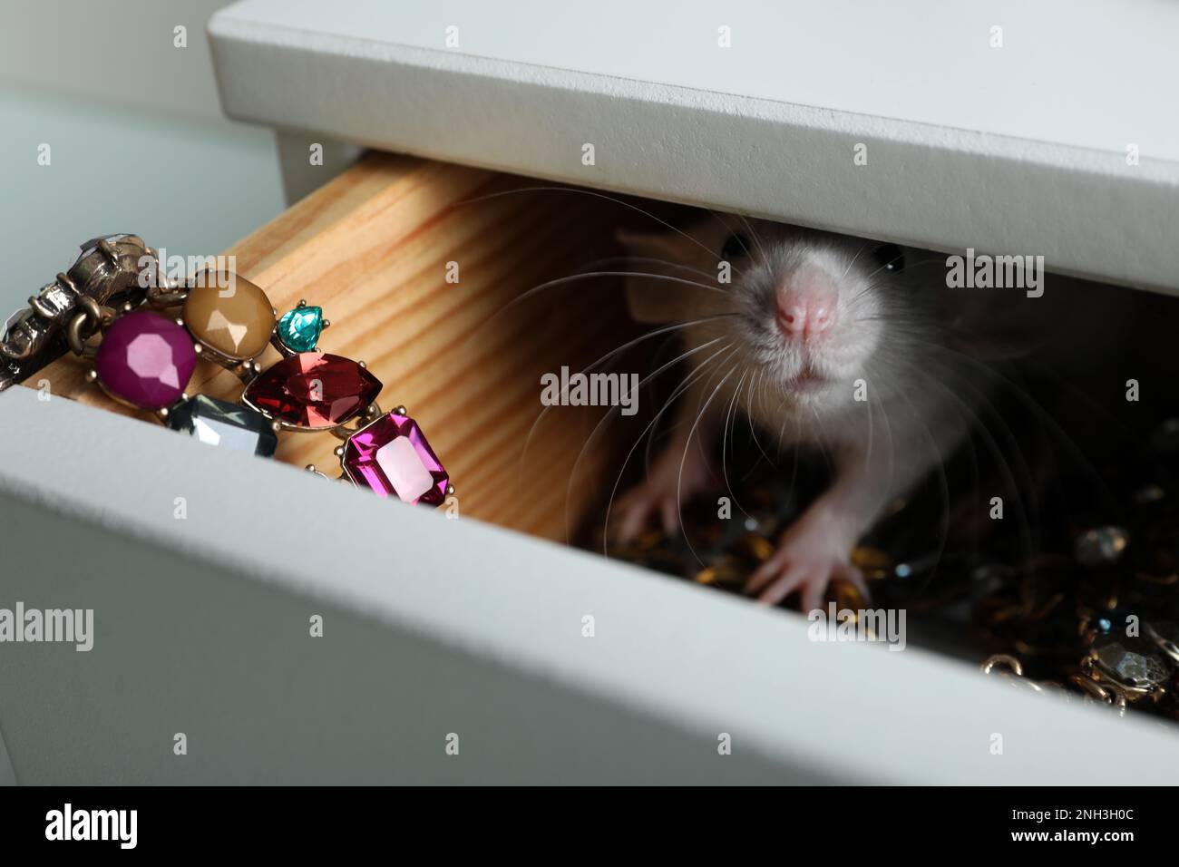 Carino piccolo ratto con gioielli in cassettiera, primo piano Foto Stock