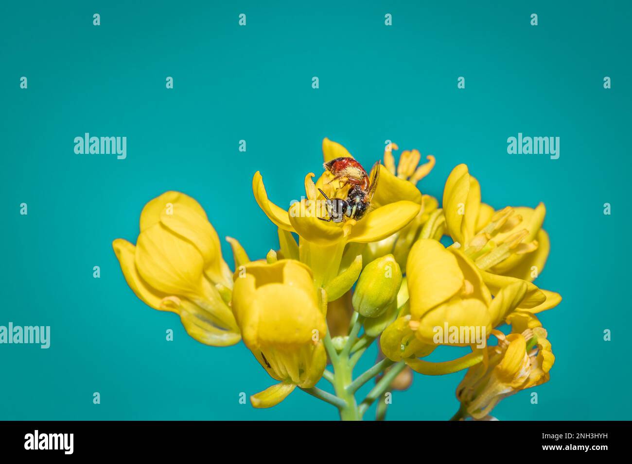 Bee (Allodapini) che si nutrono di fiori gialli selvatici durante la primavera, Città del Capo, Sud Africa Foto Stock