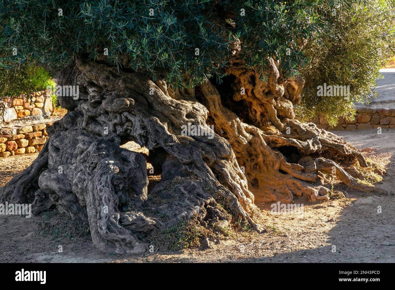 L'olivo più antico, Ano Vouves a Chania, Creta, Grecia Foto Stock