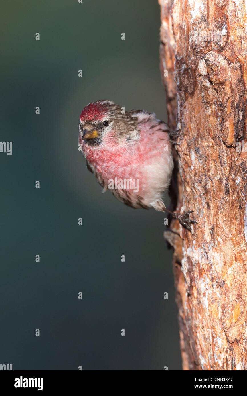 Birkenzeisig, Männchen, Prachtkleid, Birken-Zeisig, Zeisig, Taiga-Birkenzeisig, Taigabirkenzeisig, Carduelis flammea, Acanthis flammea, Carduelis flam Foto Stock