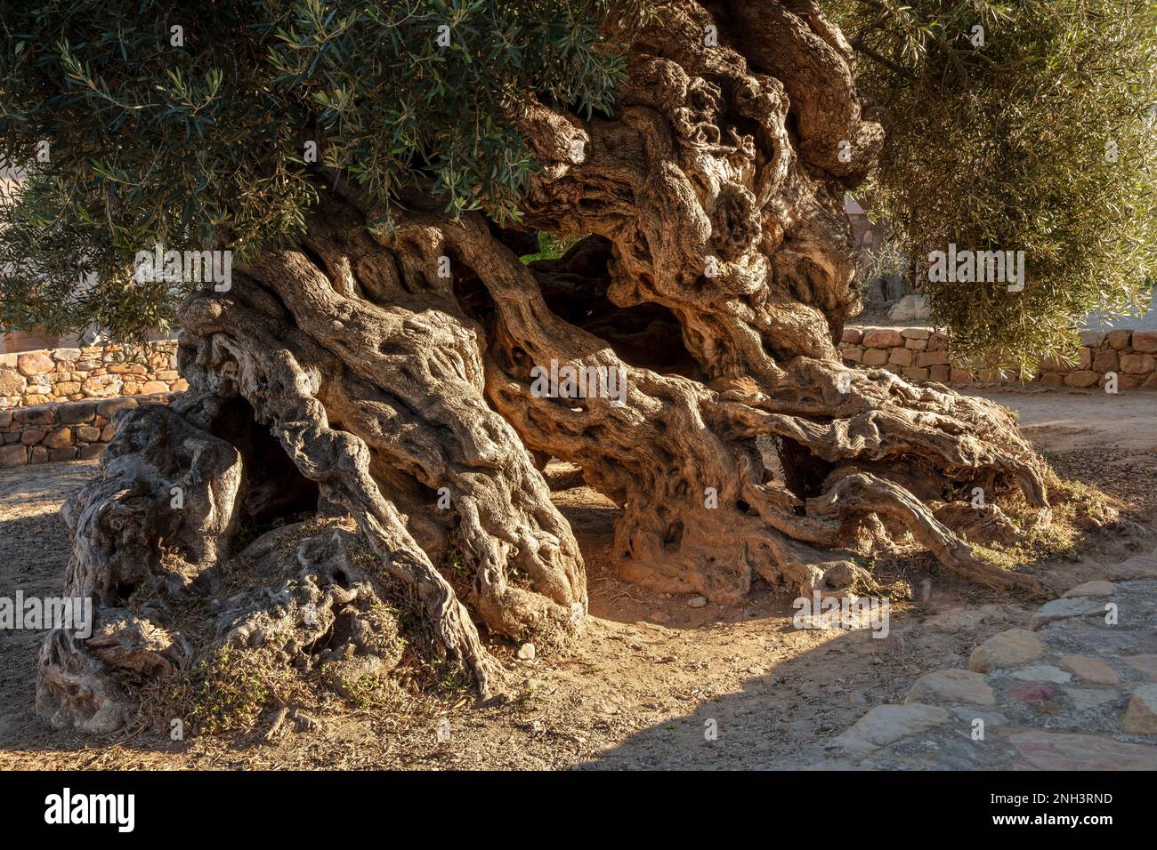 L'olivo più antico, Ano Vouves a Chania, Creta, Grecia Foto Stock