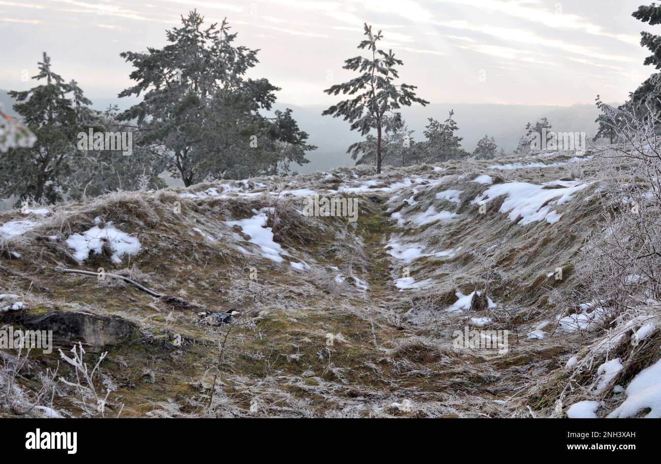 Paesaggio invernale con neve, alberi e gelo Foto Stock