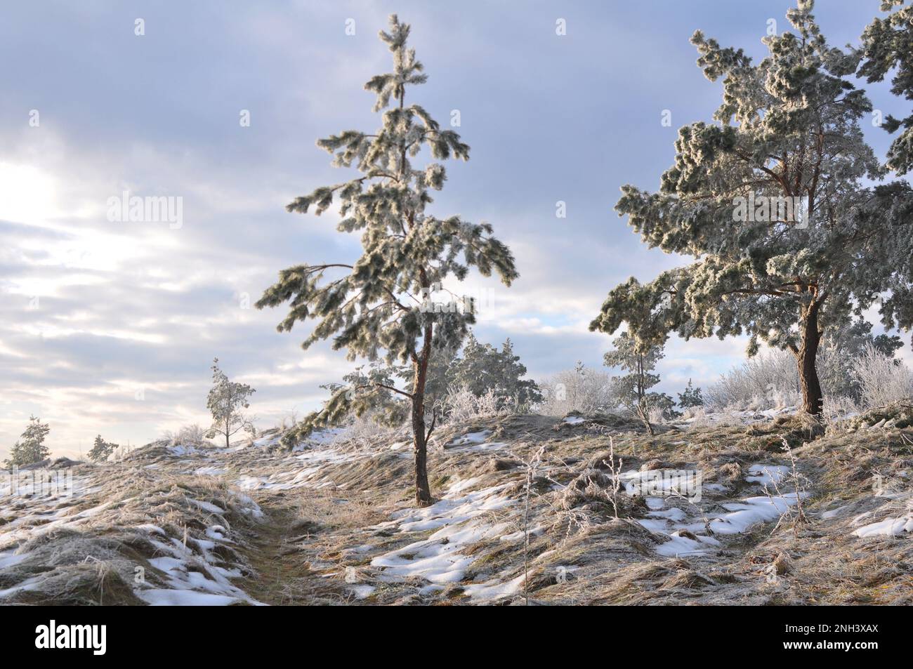 Paesaggio invernale con neve, alberi e gelo Foto Stock