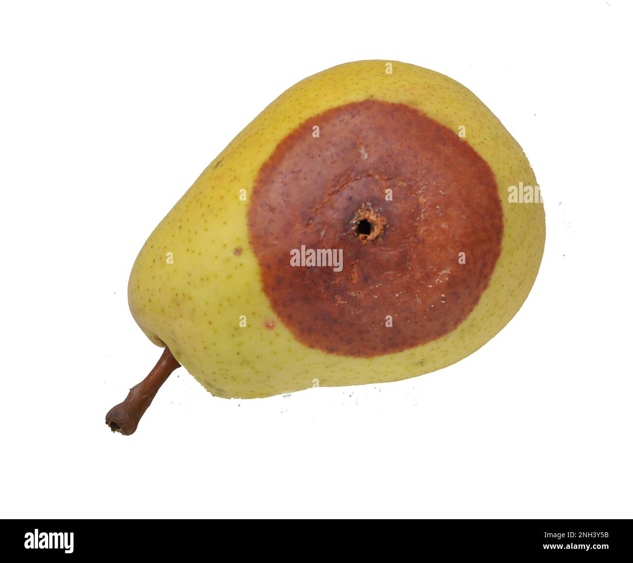 I frutti di pera sono infettati con il fungo Monilinia fruttigena Foto Stock