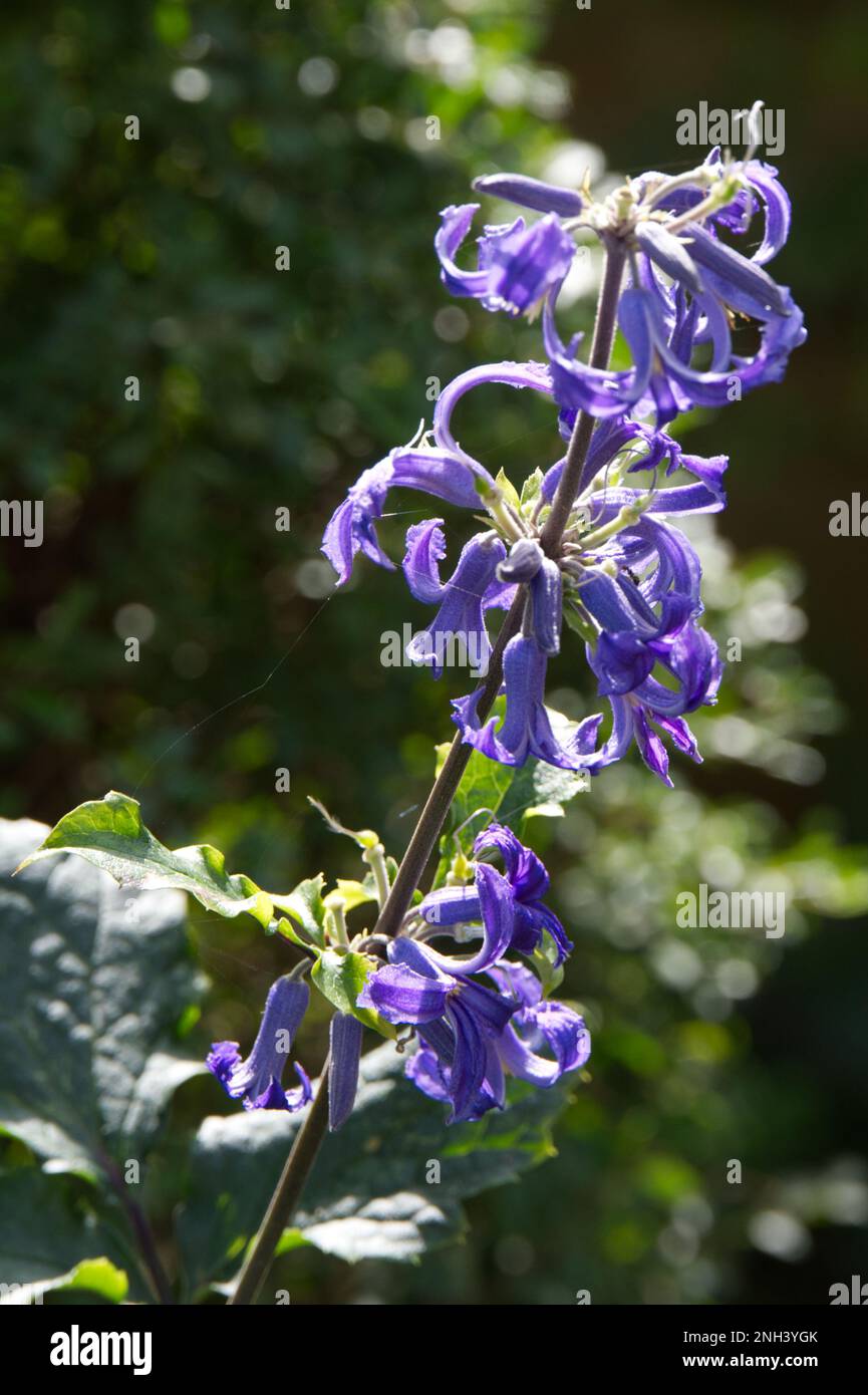 Delicati fiori estivi blu di Hyacinto-fiore clematis, Clematis heracleifolia nel giardino britannico settembre Foto Stock