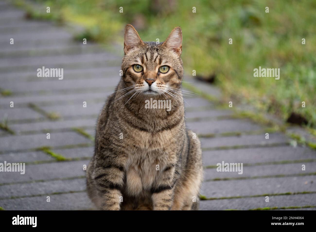 Gatto europeo a pelo corto con pelliccia striata siede sul sentiero nel cortile posteriore Foto Stock