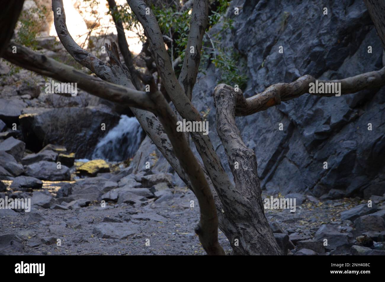 bizzarro vecchio albero con spruzzi d'acqua sullo sfondo Foto Stock
