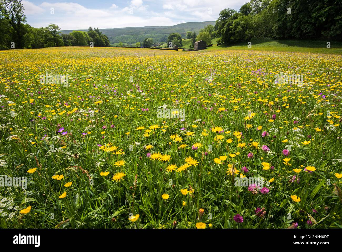 Prato naturale di fiori selvatici a Muker nel North Yorkshire, Yorkshire Dales National Park...can essere visto da un sentiero senza danni a piante speciali. Foto Stock