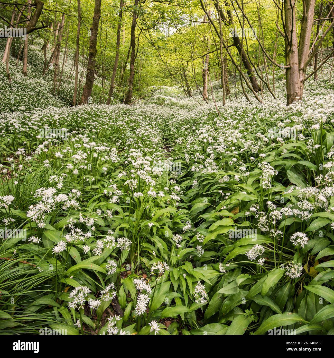 Allium Ursinum o WLD aglio, aka riscoms, in fiore e visto all'interno dello Yorkshire Dales National Park Foto Stock