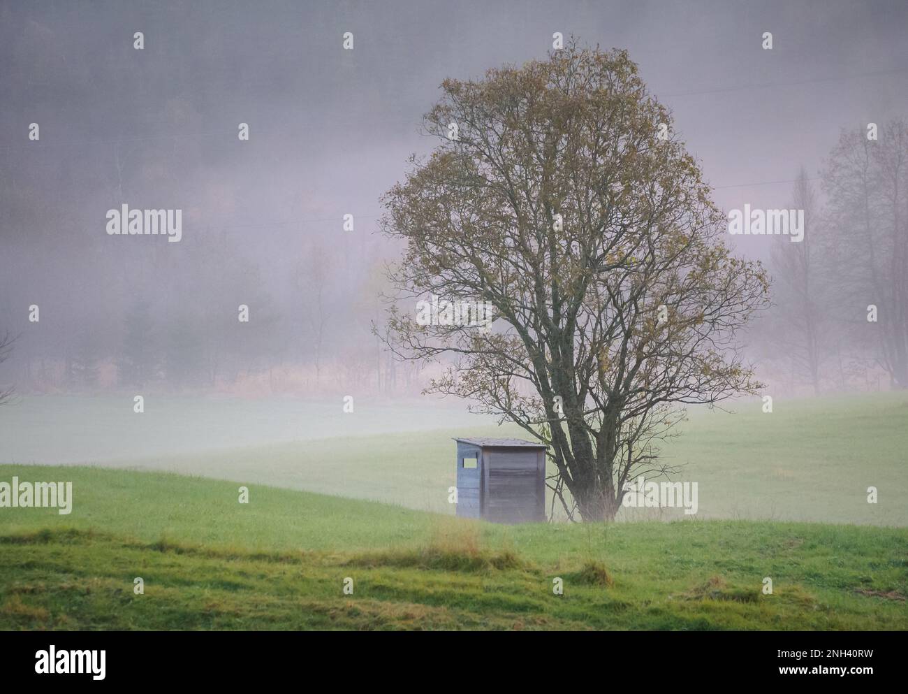 Un albero solitario si affaccia su un piccolo capannone in mezzo alla nebbia in un tranquillo prato durante la luce del mattino presto Foto Stock