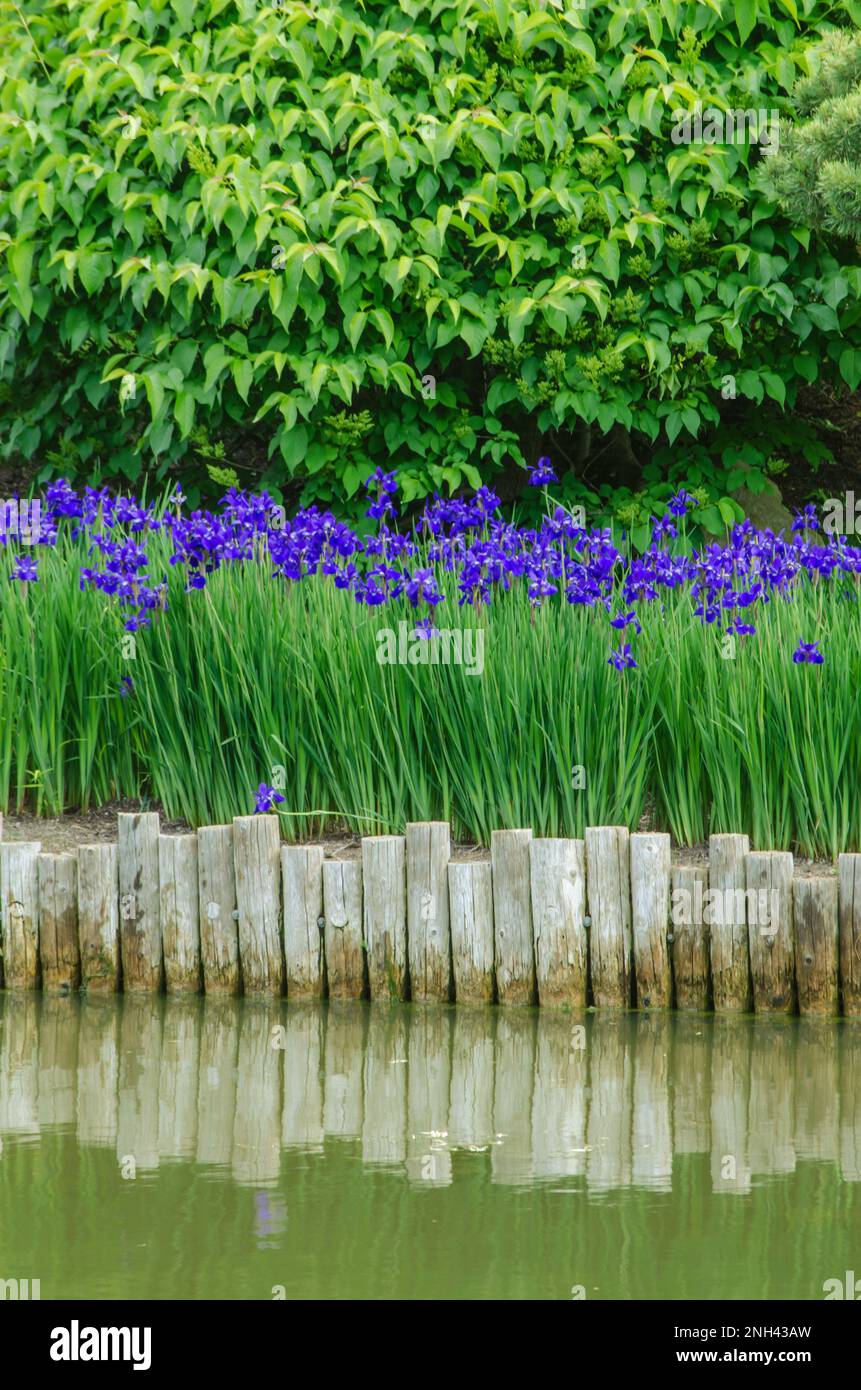 Blue Flag Iris fiancheggia la riva lungo uno dei laghi del Chicago Botanic Garden nella contea di Cook, Illinois Foto Stock
