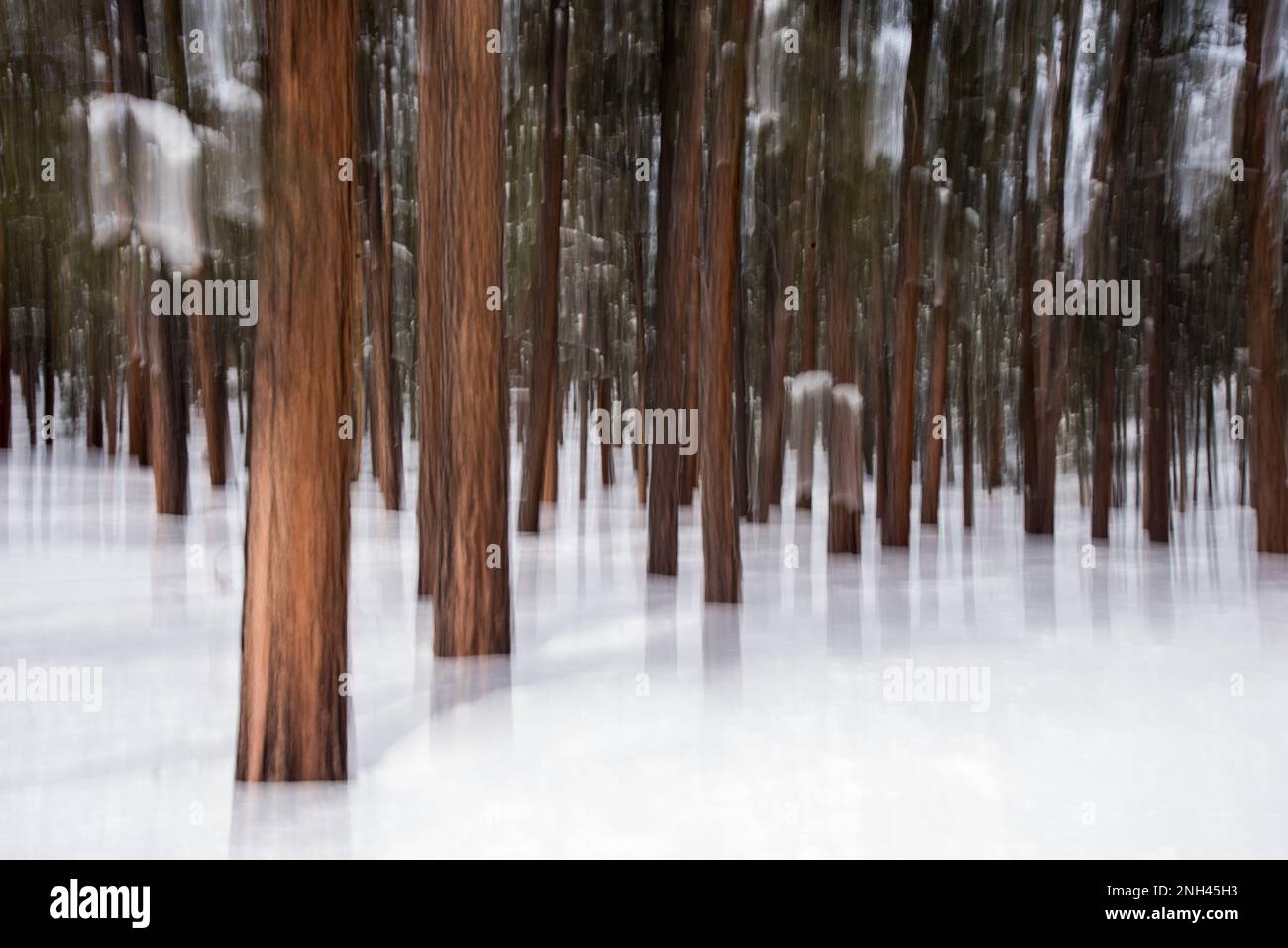 Immagine impressionista e astratta di pini Ponderosa in un campo di neve. Foto Stock