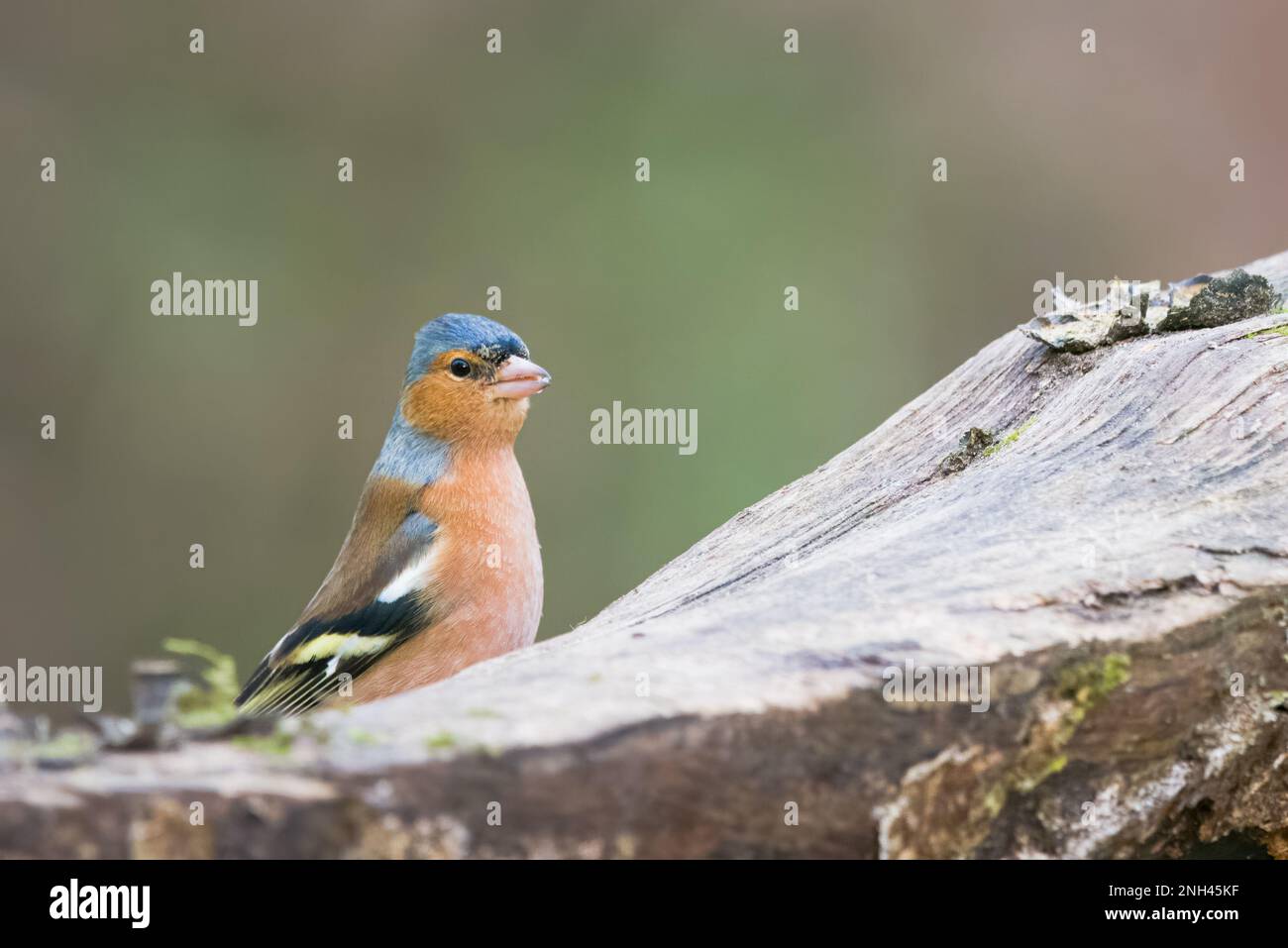 Chaffinch (Fringilla coelebs) a Morton Loch, Fife, Scozia. Foto Stock
