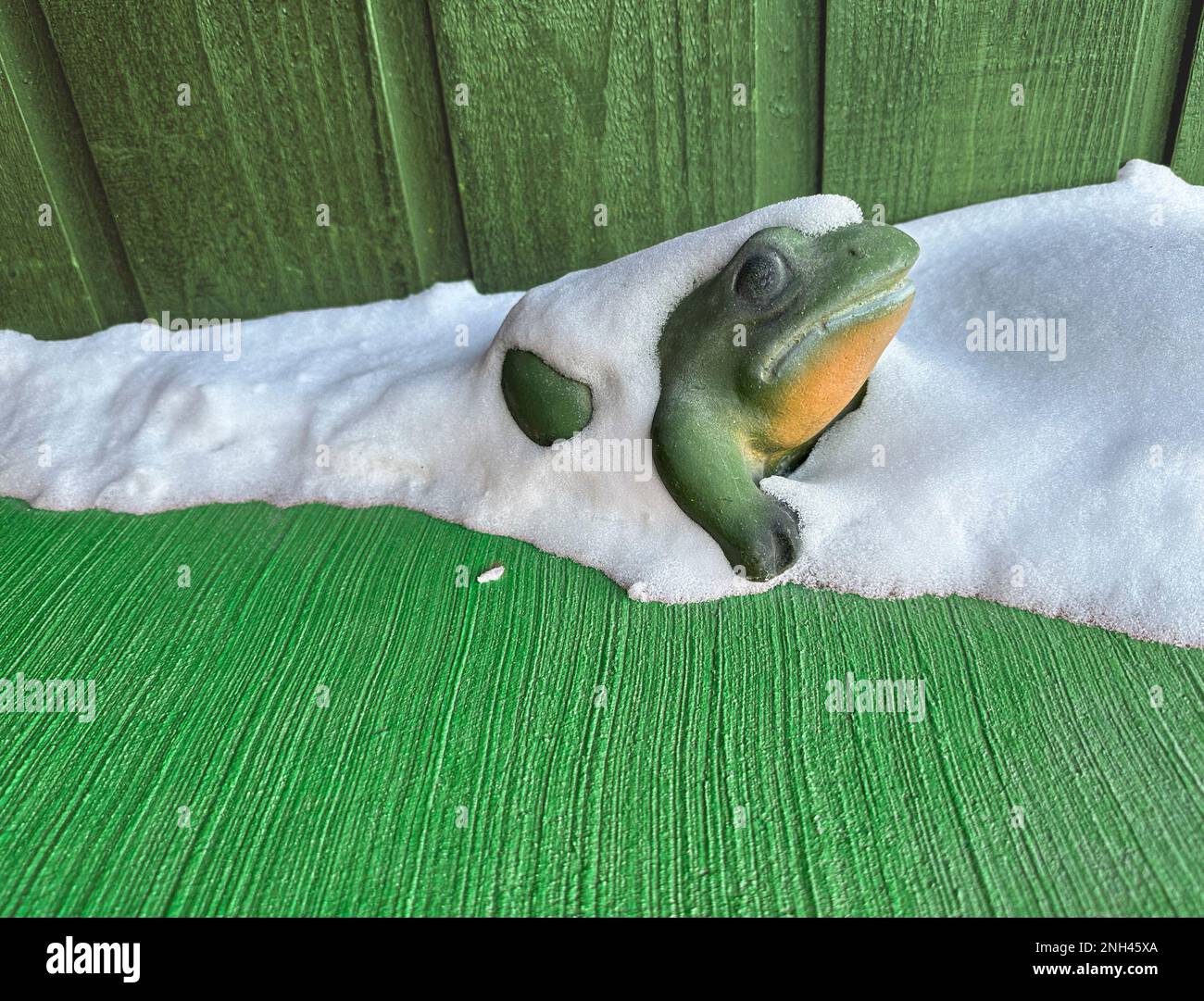 La rana verde e lo sfondo verde con la neve bianca in un primo piano mostra il marciapiede in cemento e lo spazio disponibile per i messaggi di testo. Divertente immagine animale è coperta di neve. Foto Stock