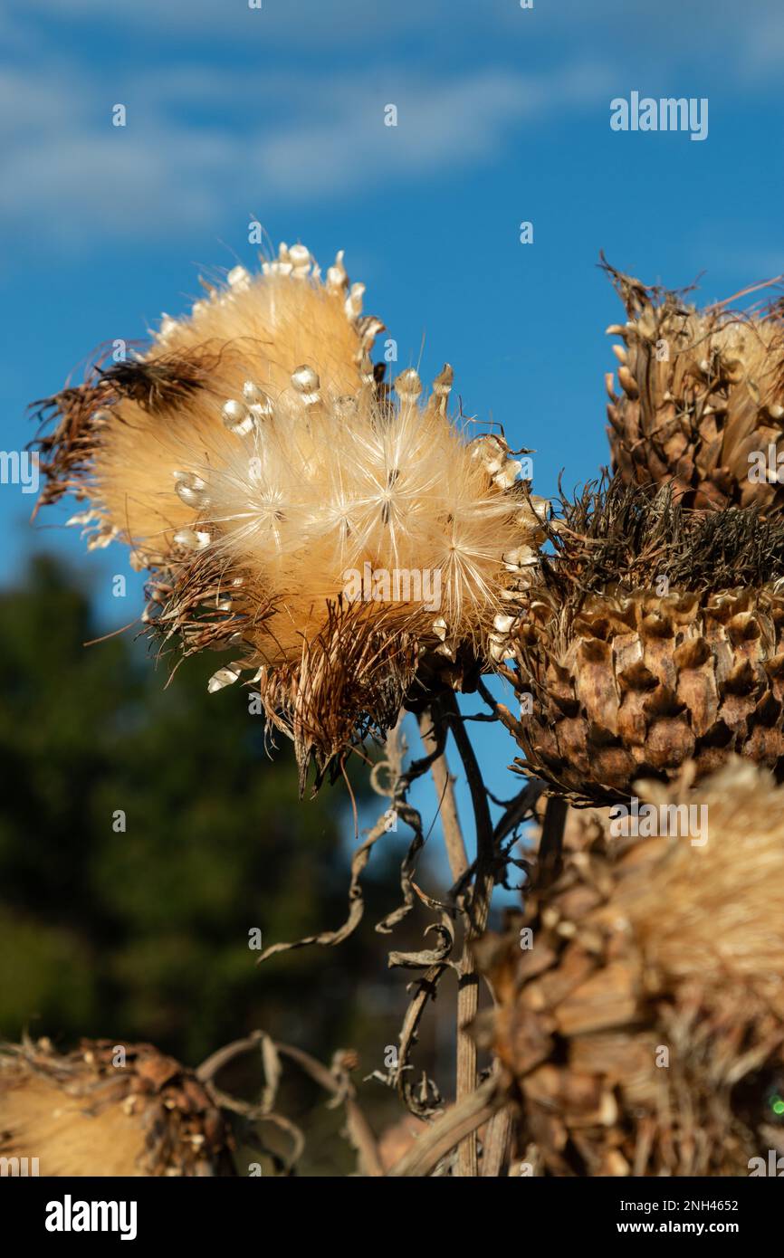 In autunno le teste di semi di carciofo si asciugano e diventano marroni. Inghilterra, Regno Unito. Foto Stock