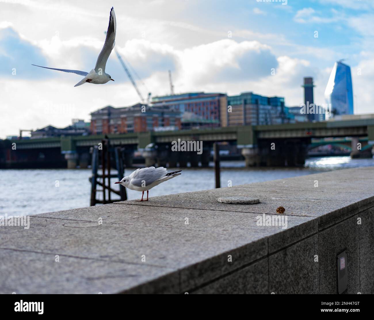 Un primo piano del gabbiano a testa nera non riproduttore (Chromicocephalus ridibundus) in inverno precipita nel centro di Londra. Febbraio, Inghilterra. Foto Stock