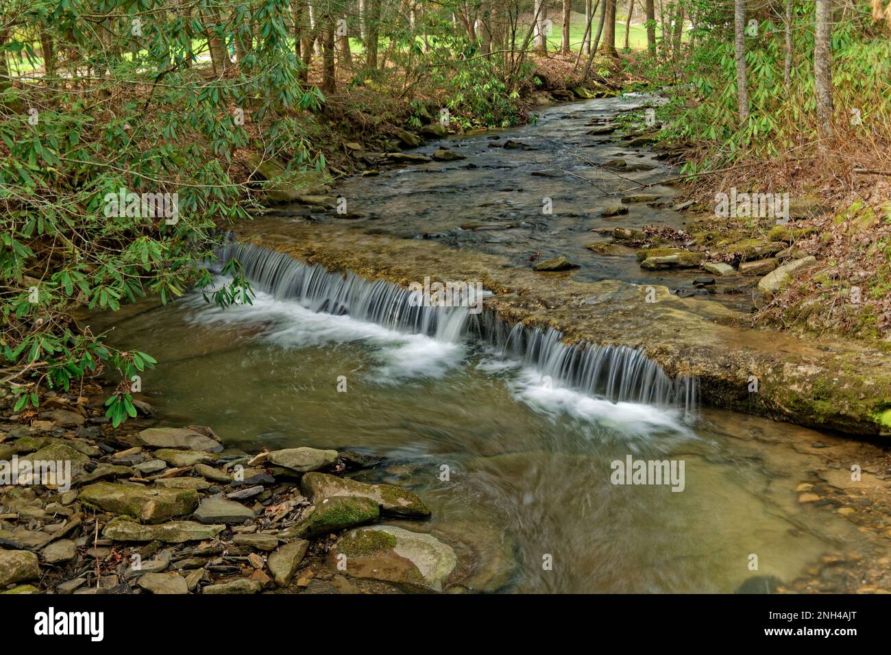 Un ampio torrente con una piccola cascata piena di rocce e massi lungo il sentiero nella foresta circondata da rododendri in una giornata di sole in tarda wi Foto Stock