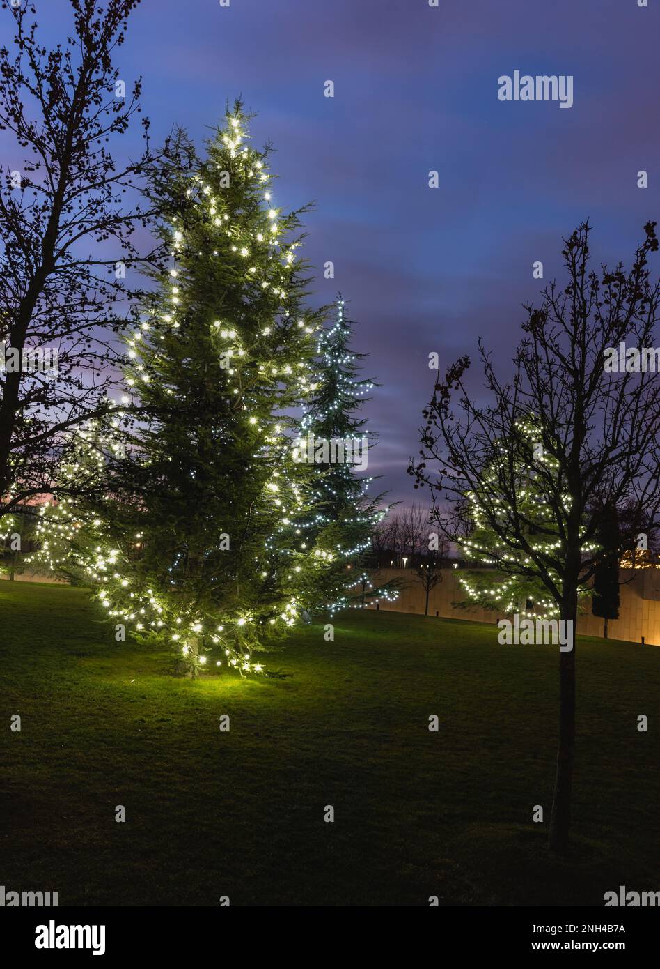 Russia, Krasnodar - 04 gennaio 2023: Nuovi spruces anno sul prato verde nel parco notturno galiziano a Krasnodar. Mattina presto Foto Stock