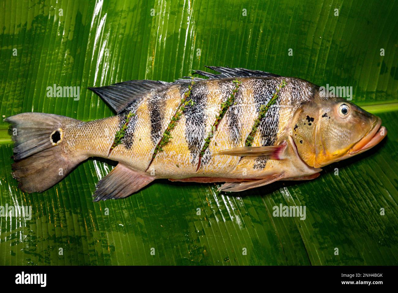 Peacock basso sulla foglia di banana vista dall'alto. Pesce Tucunaré Foto Stock