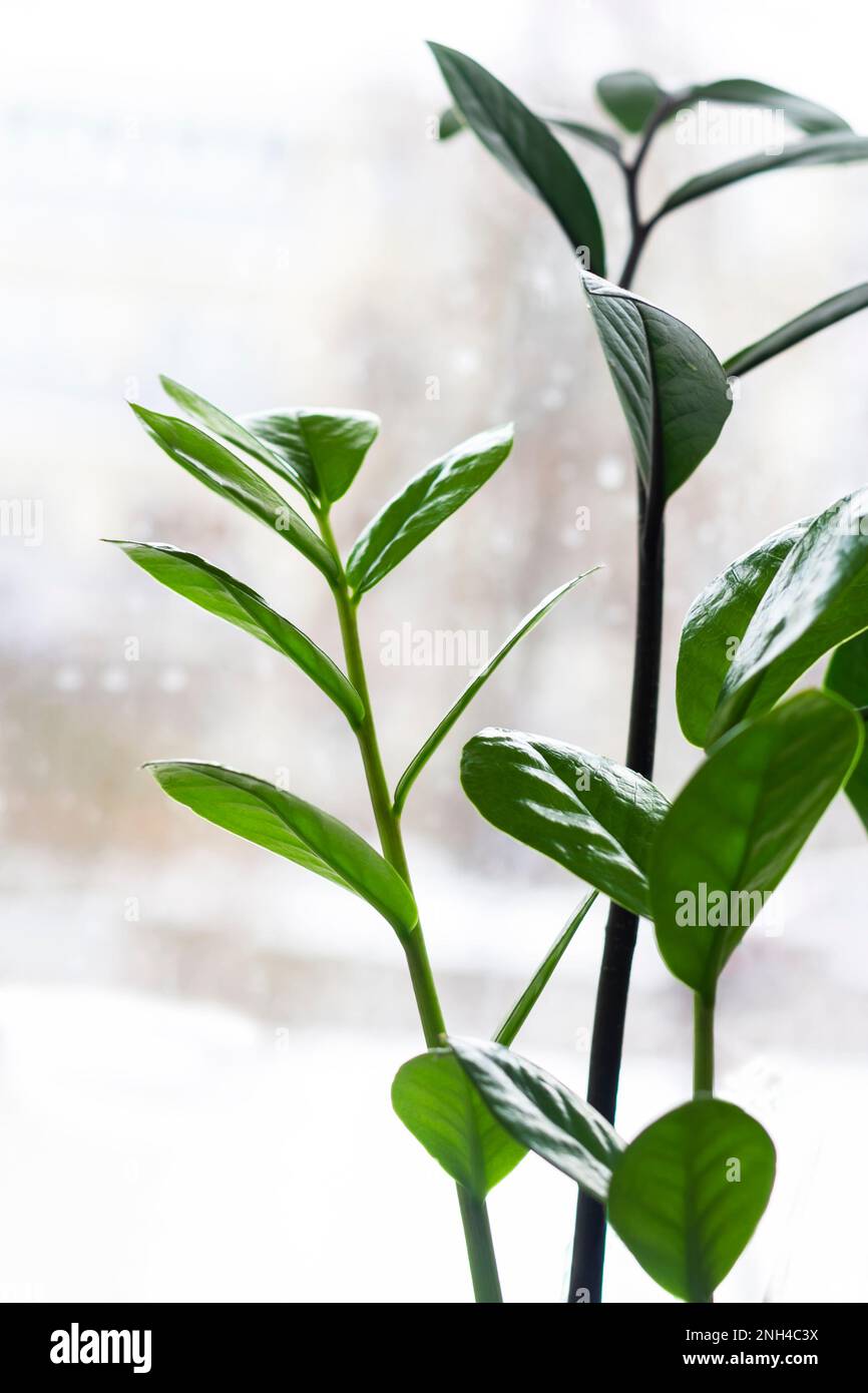 Zamioculcas o perla di Zanzibar, pianta, pianta di Zuzu coltivata in vivaio Foto Stock