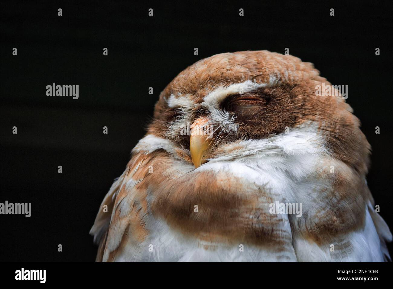 Gufo con spettacolo (Pulsatrix perspicillata), riposo, prigioniero, Parco degli Uccelli, Weltvogelpark Walsrode, bassa Sassonia, Germania Foto Stock