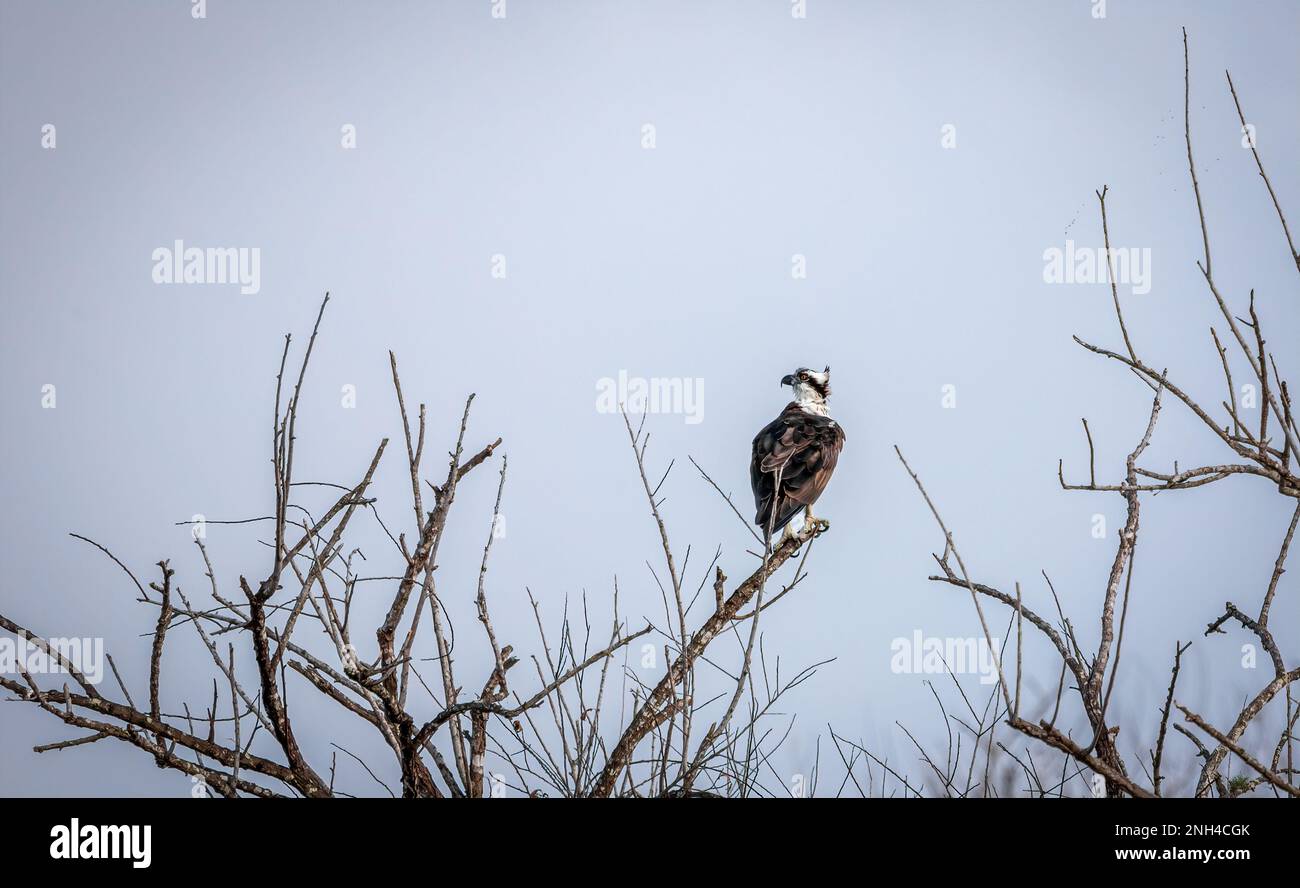 Un uccello falco di preyfacing all'indietro arroccato su rami in Florida, Stati Uniti Foto Stock